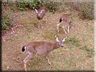 Deers