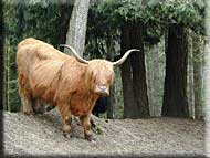 Ox