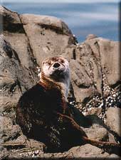 Seal