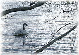 Swan