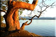 Driftwood Waterfront Cottage, Mudge