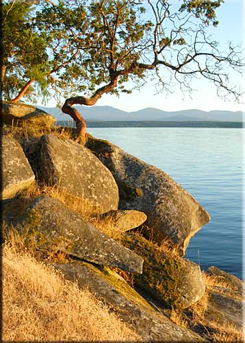 Driftwood Waterfront Cottage, Mudge Island Accommodation
