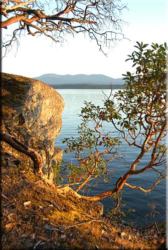 Driftwood Waterfront Cottage, Mudge Island Accommodation