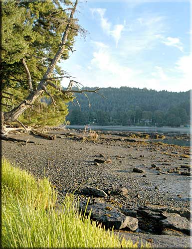 Driftwood Waterfront Cottage, Mudge Island Accommodation