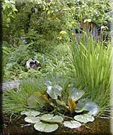 Lily Pond