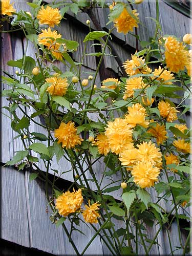 Rugosa Cottage, North Pender Island Accommodation