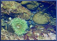 Tide pool life, Vancouver Island