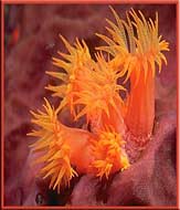 Anemone - Diving in the Gulf Islands, Gulf Islands