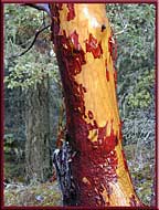 The fabulous Arbutus tree, Gulf Islands