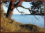 Arbutus tree at Beaumont Provincial Marine Park campground, South Pender Island