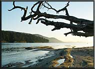 Beach Tree, Cabbage & Tumbo Island