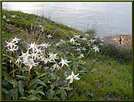A beautiful clump of Fawn Lilies at Roesland, North Pender Island