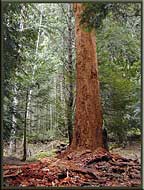 A tree returning to the forest floor, Gulf Islands