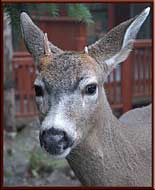 One of our numerous visitors, North Pender Island