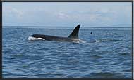 Killer Whale at the entrance to Active Pass, Gulf Islands
