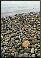 Beach pebbles, Gulf Islands