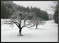 A rare snowfall, Hooson Road, North Pender Island