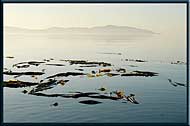 Kelp, San Juan Island in the distance, Sidney Island