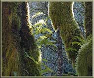 Moss and ferns in the west coast rainforest, Vancouver Island