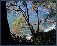 Arbutus trees at Montague Harbour, Galiano Island