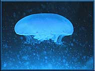 Moon Jellyfish - Aurelia aurita, Gulf Islands