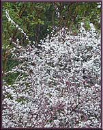 The arrival of spring, Gulf Islands