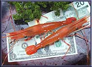 Freshly caught prawns, Gulf Islands