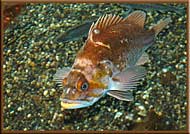 One of our local fish - Copper Rockfish, Sebastes Caurinus, Gulf Islands