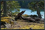The lush colours of spring, Roesland, North Pender Island