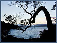 A wind swept Arbutus tree at Roesland, North Pender Island