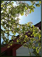 Spring blossoms at Ruckle Park, Salt Spring Island