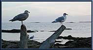 Waiting for something, Quadra Island