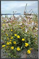 Sidney Spit, Gulf Islands National Park, Sidney Island