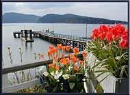 Spring tulips above Active Pass; from the Springwater Lodge, Mayne Island