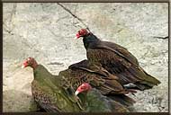 Turkey Vultures, North Pender Island