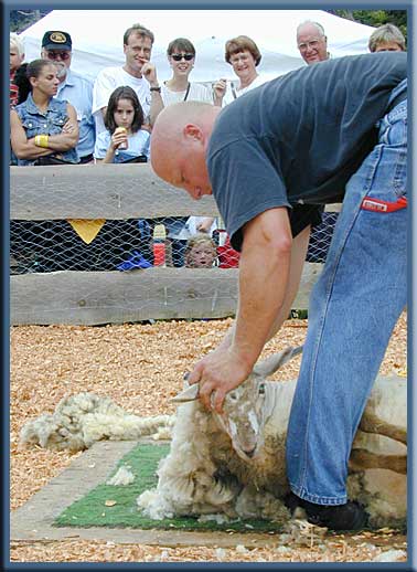 North Pender Island - Sheep shearing demonstration at the Pender Island Fall Fair