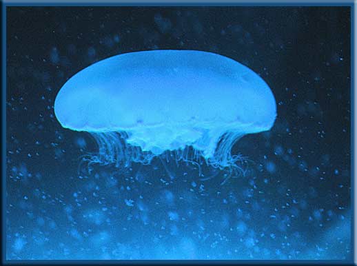 Gulf Islands - Moon Jellyfish - Aurelia aurita