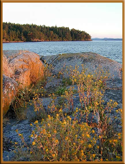 North Pender Island - Summer flowers at Roesland