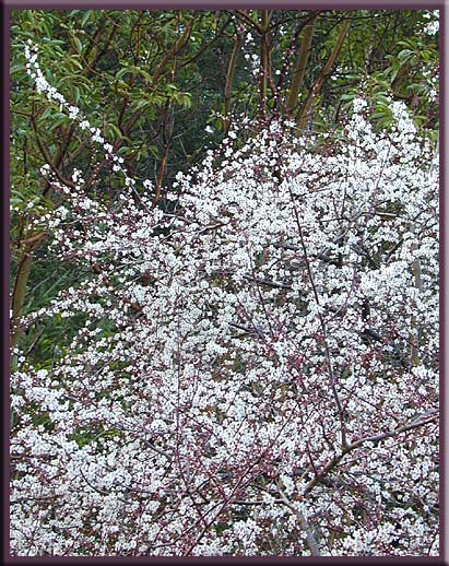 Gulf Islands - The arrival of spring