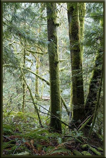 Vancouver Island - West Coast Rainforest