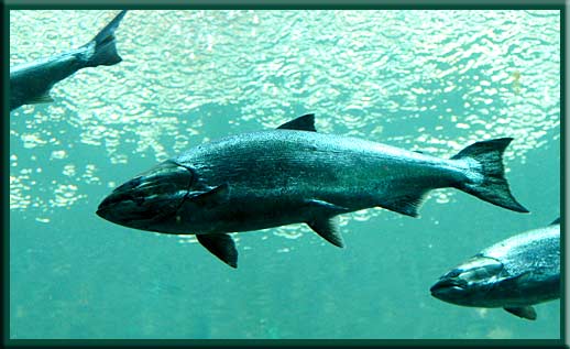 <NULL> - Salmon