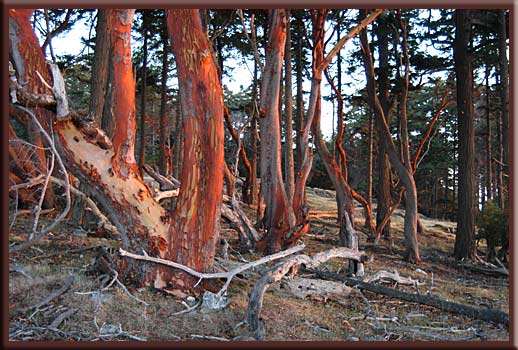 Sidney Island - Arbutus Trees at dusk