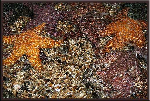 South Pender Island - Abstract Starfish