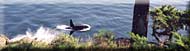 Whale Watch, North Pender