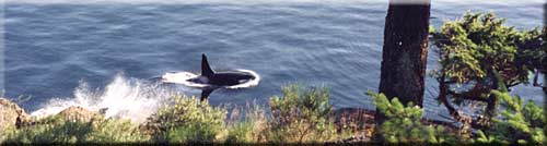 Whale Watch, North Pender Island Accommodation