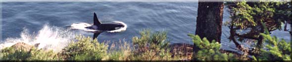 Gulf Islands Whale Watching